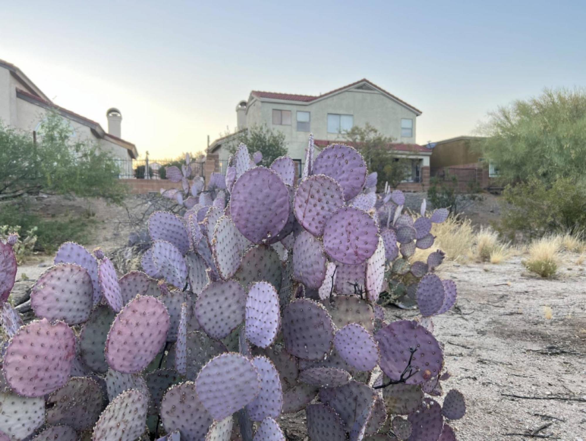 Private Home - Billiards, Mountain Views, Private Desert Access, Hoa Pool & Spa, Bbq, At Lambert Park - Bourbondale Tucson Exteriér fotografie