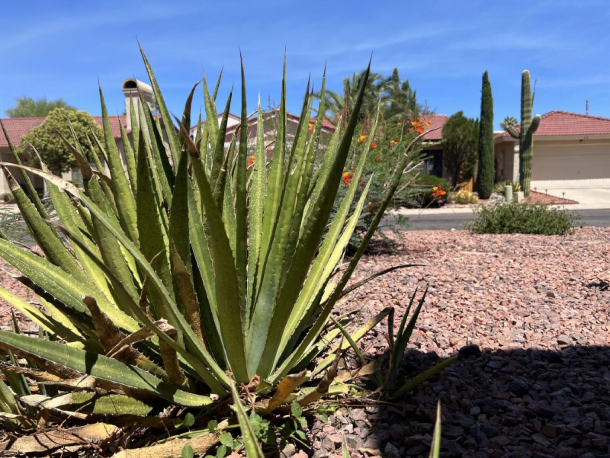 Private Home - Billiards, Mountain Views, Private Desert Access, Hoa Pool & Spa, Bbq, At Lambert Park - Bourbondale Tucson Exteriér fotografie
